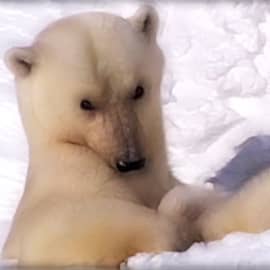 Животные 014