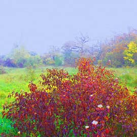 Осенний букет.