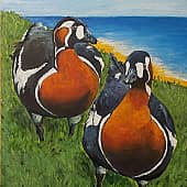 Краснозобые казарки