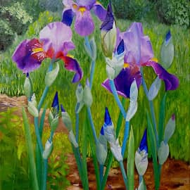 Ирисы