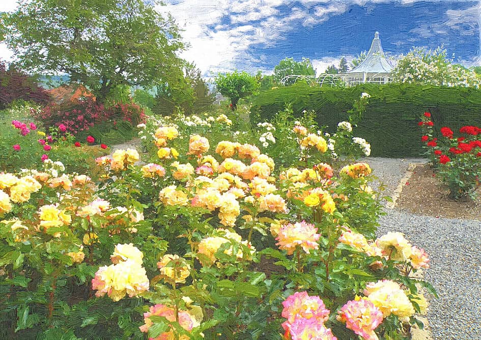 розовый сад