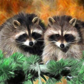 Еноты на ветке