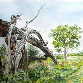 Дерево у дороги