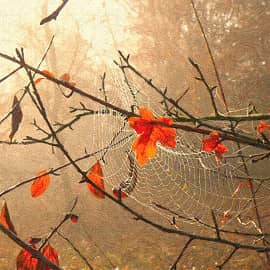 Творчество осени.