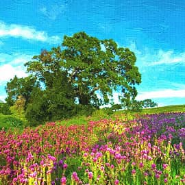 цветочная поляна,2