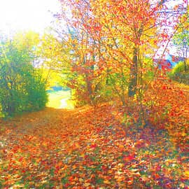 не жалеет листья осень