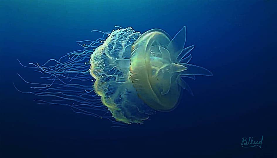 Королевская медуза
