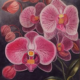 Розовая орхидея