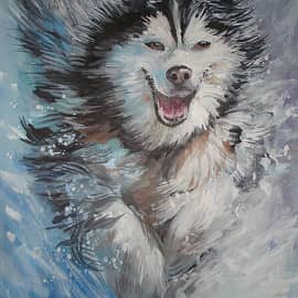 Бегущий маламут.