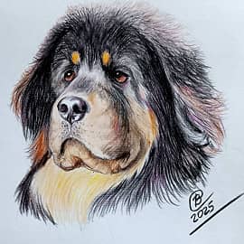 Тибетский Мастиф