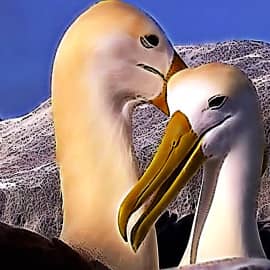 Альбатросы