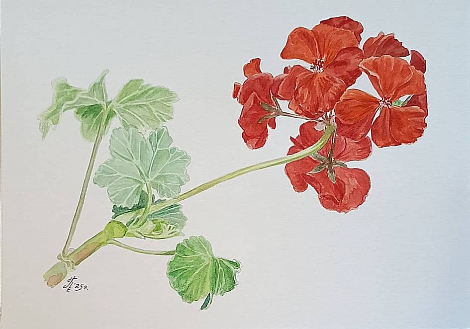 Красная герань