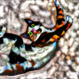 Кошка Марта 2