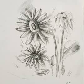 Подсолнухи