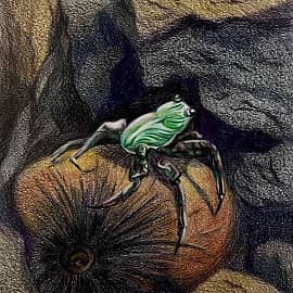 Фукуок. Краб.