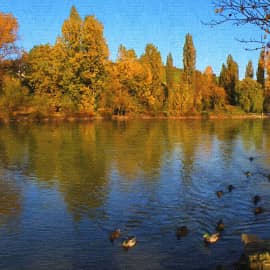 плывут утки