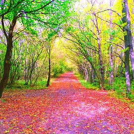 Солнечные зайчики.