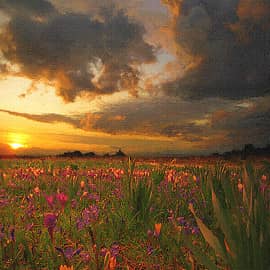 Цветочная поляна