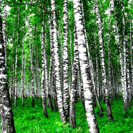 Березовая роща