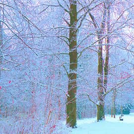 Серебряный лес.