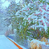 Ягоды в снегу.