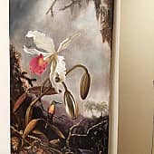 Белая бразильская орхидея (3), художник Марина Черотченко