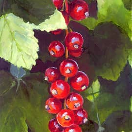 Красная смородина