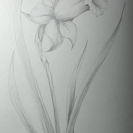 Нарцисс карандашом