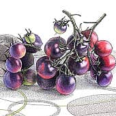 Синяя гроздь