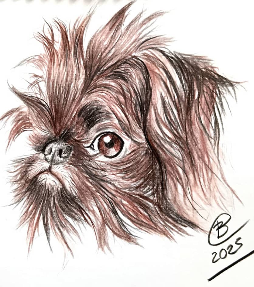 Бельгийский Гриффон