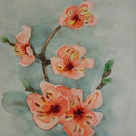 "Японская айва"