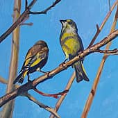 Птички зеленушки