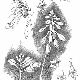 Гербарий художника 20Х30 (2017)