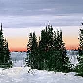 Лесная готика