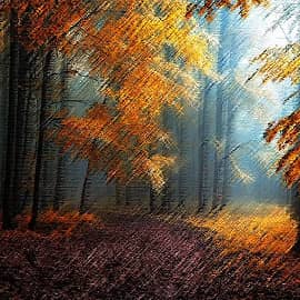 Лесное царство