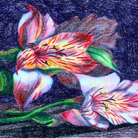 Африканская лилия. Скетч.