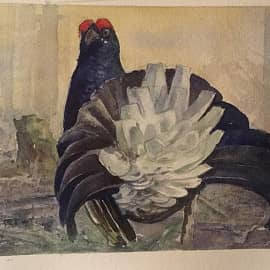 Лесной красавец