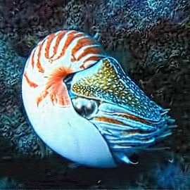 Подводный мир 022