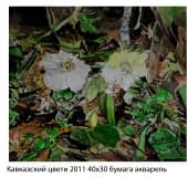 Кавказский цвети 2011 40х30 бумага акварель