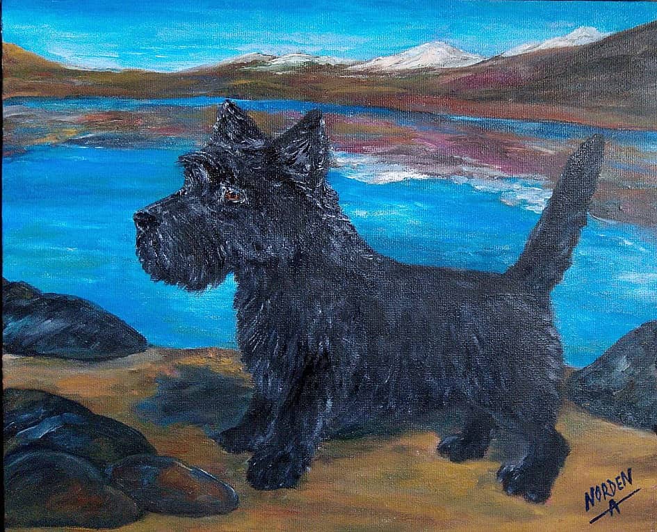 Зенит (скотч-терьер)