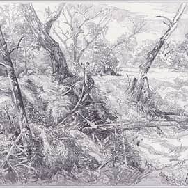 Лесной овражек