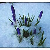 Весна пробьёт дорогу. (1), художник Alex-08