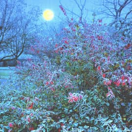 Ночь, луна, осень