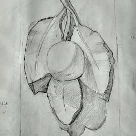 Розетка Яблоня