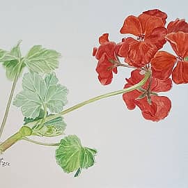 Красная герань