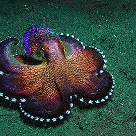 Подводный мир 023