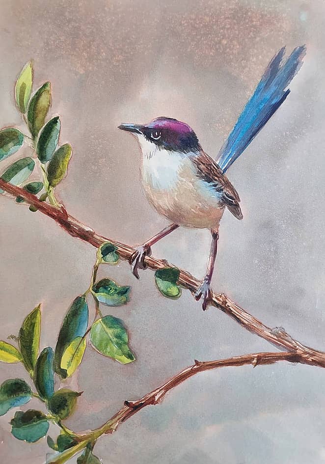 Австралийская птичка