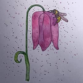 Тюльпан