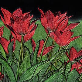 Тюльпаны в сумерках