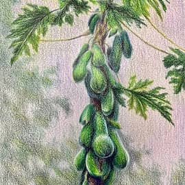 Фукуок. Папайя.